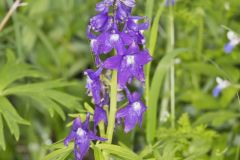 Dwarf Larkspur, Delphinium tricorne