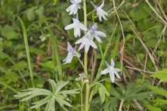 Dwarf Larkspur, Delphinium tricorne