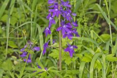 Dwarf Larkspur, Delphinium tricorne Dwarf Larkspur, Delphinium tricorne