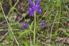 Dwarf Larkspur, Delphinium tricorne