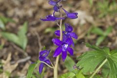 Dwarf Larkspur, Delphinium tricorne