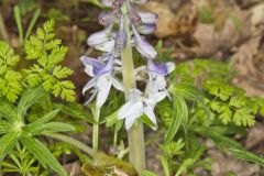 Dwarf Larkspur, Delphinium tricorne Dwarf Larkspur, Delphinium tricorne
