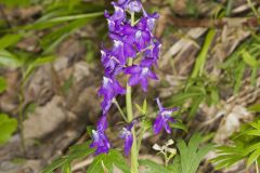 Dwarf Larkspur, Delphinium tricorne Dwarf Larkspur, Delphinium tricorne