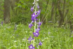 Dwarf Larkspur, Delphinium tricorne Dwarf Larkspur, Delphinium tricorne