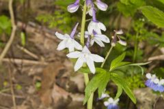 Dwarf Larkspur, Delphinium tricorne
