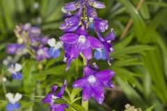 Dwarf Larkspur, Delphinium tricorne