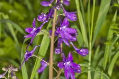 Dwarf Larkspur, Delphinium tricorne Dwarf Larkspur, Delphinium tricorne