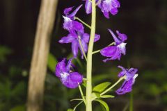 Dwarf Larkspur, Delphinium tricorne