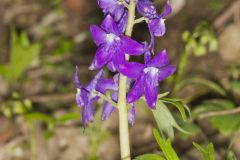 Dwarf Larkspur, Delphinium tricorne