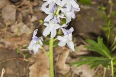 Dwarf Larkspur, Delphinium tricorne
