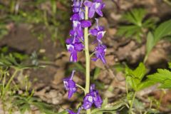 Dwarf Larkspur, Delphinium tricorne Dwarf Larkspur, Delphinium tricorne