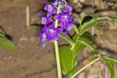 Dwarf Larkspur, Delphinium tricorne