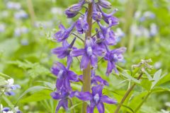 Dwarf Larkspur, Delphinium tricorne