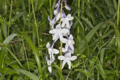 Dwarf Larkspur, Delphinium tricorne