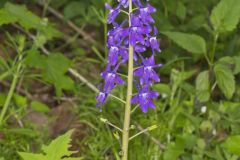 Dwarf Larkspur, Delphinium tricorne