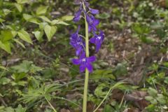 Dwarf Larkspur, Delphinium tricorne