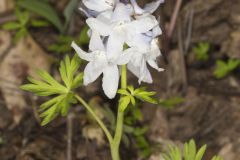 Dwarf Larkspur, Delphinium tricorne
