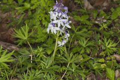 Dwarf Larkspur, Delphinium tricorne