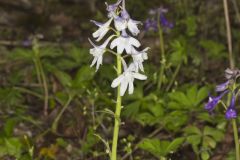 Dwarf Larkspur, Delphinium tricorne Dwarf Larkspur, Delphinium tricorne
