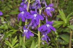 Dwarf Larkspur, Delphinium tricorne