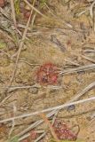 Dwarf Sundew, Drosera brevifolia