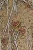 Dwarf Sundew, Drosera brevifolia