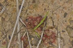 Dwarf Sundew