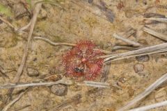 Dwarf Sundew, Drosera brevifolia