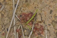 Dwarf Sundew, Drosera brevifolia