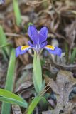 Dwarf Violet Iris, Iris Verna