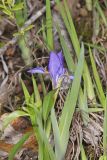 Dwarf Violet Iris, Iris Verna