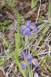 Dwarf Violet Iris, Iris Verna