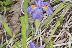 Dwarf Violet Iris