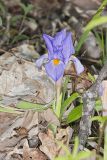 Dwarf Violet Iris, Iris Verna