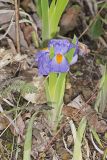 Dwarf Violet Iris, Iris Verna