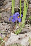 Dwarf Violet Iris, Iris Verna