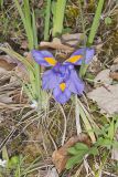 Dwarf Violet Iris, Iris Verna