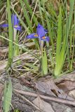 Dwarf Violet Iris, Iris Verna