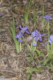 Dwarf Violet Iris, Iris Verna