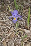 Dwarf Violet Iris, Iris Verna