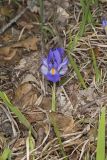 Dwarf Violet Iris, Iris Verna