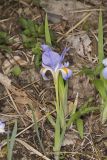 Dwarf Violet Iris, Iris Verna