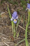 Dwarf Violet Iris, Iris Verna