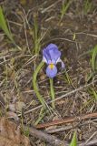 Dwarf Violet Iris, Iris Verna