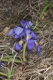 Dwarf Violet Iris, Iris Verna