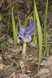 Dwarf Violet Iris, Iris Verna