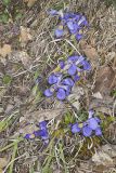 Dwarf Violet Iris, Iris Verna