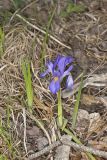 Dwarf Violet Iris, Iris Verna