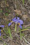 Dwarf Violet Iris, Iris Verna