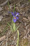 Dwarf Violet Iris, Iris Verna